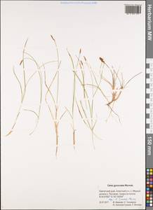 Carex nardina (Hornem.) Fr., Siberia, Chukotka & Kamchatka (S7) (Russia)