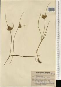 Bolboschoenus maritimus (L.) Palla, South Asia, South Asia (Asia outside ex-Soviet states and Mongolia) (ASIA) (India)