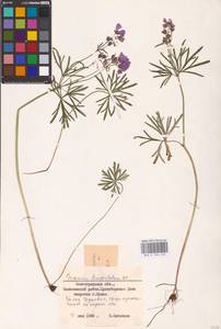 Geranium linearilobum DC., Eastern Europe, Lower Volga region (E9) (Russia)