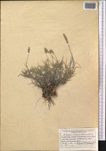 Aeluropus littoralis (Gouan) Parl., Middle Asia, Muyunkumy, Balkhash & Betpak-Dala (M9) (Kazakhstan)