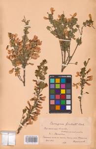 Caragana frutex (L.) K.Koch, Eastern Europe, Central forest-and-steppe region (E6) (Russia)