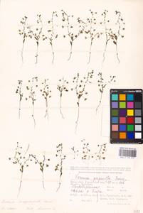 MHA 0 160 019, Veronica campylopoda Boiss., Middle Asia, Caspian Ustyurt & Northern Aralia (M8) (Kazakhstan)