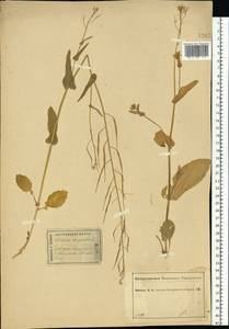 Brassica rapa subsp. sylvestris (L.) Janch., Eastern Europe, Central forest region (E5) (Russia)