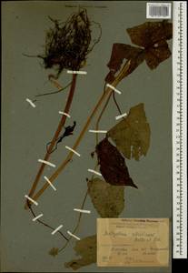 Caucasoseris abietina (Boiss. & Balansa) M. Güzel, N. Kilian, Sennikov & Coskunc., Caucasus, Krasnodar Krai & Adygea (K1a) (Russia)