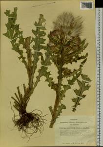 Cirsium esculentum (Siev.) C. A. Mey., Siberia, Altai & Sayany Mountains (S2) (Russia)