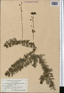 Utricularia vulgaris L., Middle Asia, Northern & Central Kazakhstan (M10) (Kazakhstan)