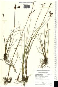Juncus compressus Jacq., Crimea (KRYM) (Russia)