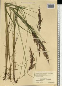 Calamagrostis canescens (Weber) Roth, Eastern Europe, Latvia (E2b) (Latvia)