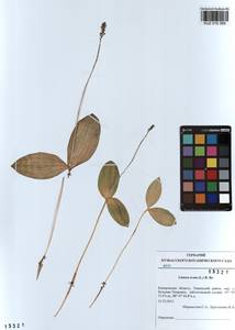 Neottia ovata (L.) Bluff & Fingerh., Siberia, Altai & Sayany Mountains (S2) (Russia)