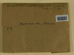 Warnstorfia pseudostraminea (Müll. Hal.) Tuom. & T.J. Kop., Bryophytes, Bryophytes - Middle Russia (B6) (Russia)