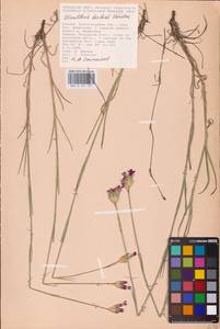 Dianthus borbasii Vandas, Eastern Europe, Lower Volga region (E9) (Russia)