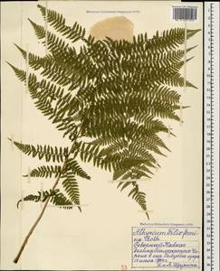 Athyrium filix-femina (L.) Roth, Caucasus, Stavropol Krai, Karachay-Cherkessia & Kabardino-Balkaria (K1b) (Russia)