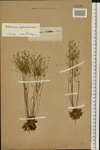 Androsace septentrionalis L., Eastern Europe (no precise locality) (E0) (Not classified)
