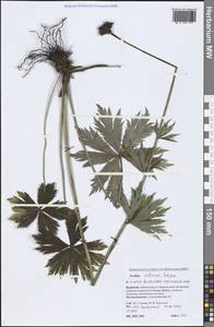 Trollius sibiricus Schipcz., Siberia, Baikal & Transbaikal region (S4) (Russia)