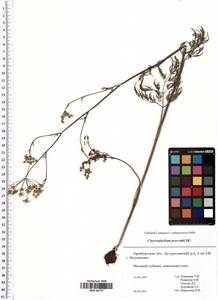 Chaerophyllum prescottii DC., Eastern Europe, Eastern region (E10) (Russia)