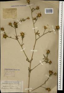 Centaurea iberica Trevis. ex Spreng., Caucasus, Stavropol Krai, Karachay-Cherkessia & Kabardino-Balkaria (K1b) (Russia)