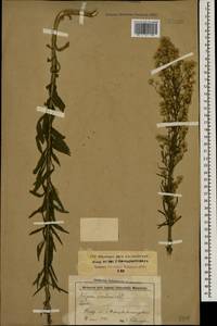 Erigeron canadensis L., Caucasus, Stavropol Krai, Karachay-Cherkessia & Kabardino-Balkaria (K1b) (Russia)