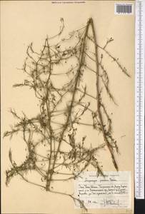 Asparagus persicus Baker, Middle Asia, Western Tian Shan & Karatau (M3) (Uzbekistan)