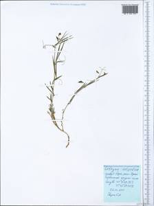 Lathyrus setifolius L., Crimea (KRYM) (Russia)