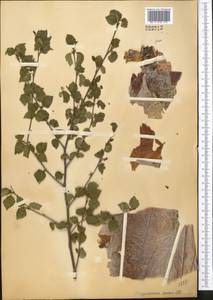 Betula tianschanica Rupr., Middle Asia, Northern & Central Tian Shan (M4) (Not classified)
