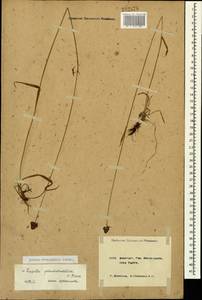 Luzula stenophylla Steud., Caucasus, Krasnodar Krai & Adygea (K1a) (Russia)