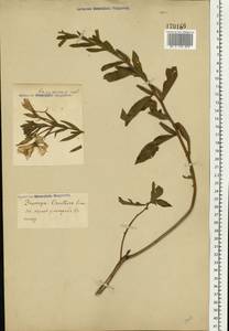 Oenothera biennis L., Eastern Europe, Central region (E4) (Russia)