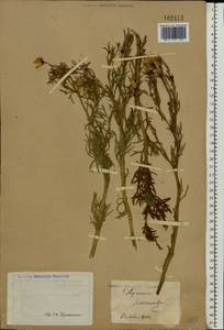 Peganum harmala L., Middle Asia, Caspian Ustyurt & Northern Aralia (M8) (Kazakhstan)
