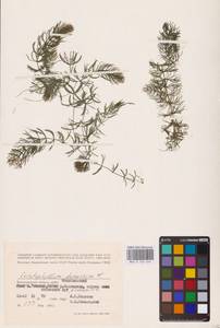 Ceratophyllum demersum L., Eastern Europe, Lower Volga region (E9) (Russia)