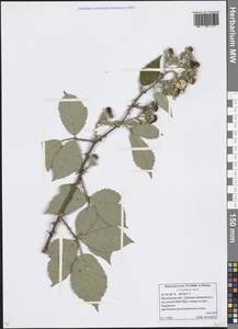 Rubus procerus P. J. Müll. ex Boulay, Eastern Europe, Moscow region (E4a) (Russia)