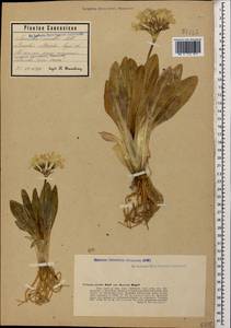 Primula crassifolia Lehm., Caucasus, Stavropol Krai, Karachay-Cherkessia & Kabardino-Balkaria (K1b) (Russia)