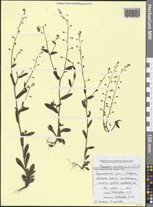 Myosotis arvensis (L.) Hill, Caucasus, Black Sea Shore (from Novorossiysk to Adler) (K3) (Russia)