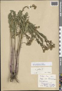 Jacobaea andrzejowskyi (Tzvelev) B.Nord., Eastern Europe, Rostov Oblast (E12a) (Russia)