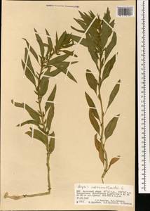 Axyris amaranthoides L., Mongolia (MONG) (Mongolia)