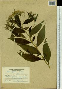Kitamuria glehnii (F. Schmidt) G. L. Nesom, Siberia, Russian Far East (S6) (Russia)
