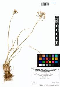 Allium anisopodium Ledeb., Siberia, Baikal & Transbaikal region (S4) (Russia)