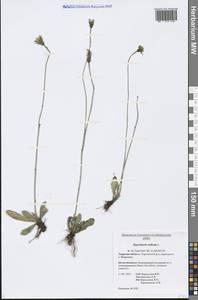 Hypochaeris radicata L., Eastern Europe, North-Western region (E2) (Russia)