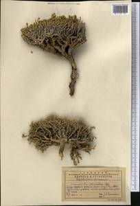 Nanophyton erinaceum (Pall.) Bunge, Middle Asia, Western Tian Shan & Karatau (M3) (Kazakhstan)