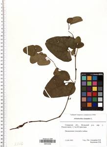 Aristolochia clematitis L., Eastern Europe, Middle Volga region (E8) (Russia)