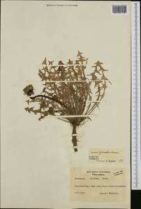 Taraxacum falcatum Brenner, Western Europe (EUR) (Sweden)