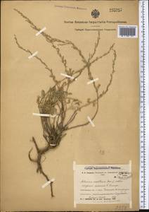 Artemisia sublessingiana (Keller) Krasch. ex Poljakov, Middle Asia, Northern & Central Kazakhstan (M10) (Kazakhstan)