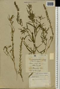 Corispermum intermedium Schweigg., Eastern Europe, Latvia (E2b) (Latvia)