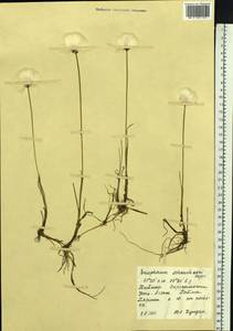 Eriophorum scheuchzeri Hoppe, Siberia, Central Siberia (S3) (Russia)