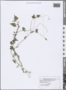 Fallopia convolvulus (L.) Á. Löve, Eastern Europe, Middle Volga region (E8) (Russia)