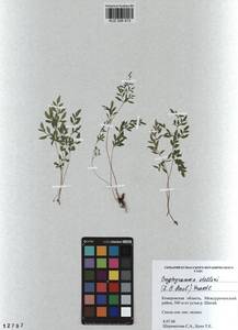 Cryptogramma stelleri (S. G. Gmel.) Prantl, Siberia, Altai & Sayany Mountains (S2) (Russia)