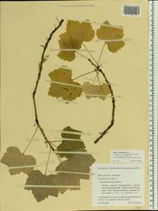 Ribes rubrum L., Eastern Europe, Northern region (E1) (Russia)