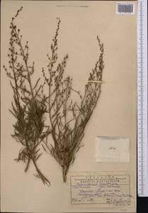 Spiraeanthus schrenckianus (C. A. Mey.) Maxim., Middle Asia, Western Tian Shan & Karatau (M3) (Kazakhstan)