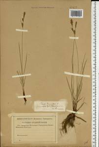 Carex tomentosa L., Eastern Europe, Middle Volga region (E8) (Russia)