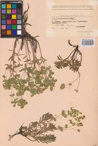 Euphorbia petrophila C.A.Mey., Eastern Europe, North Ukrainian region (E11) (Ukraine)