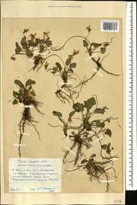 Viola suavis M. Bieb., Caucasus, Stavropol Krai, Karachay-Cherkessia & Kabardino-Balkaria (K1b) (Russia)