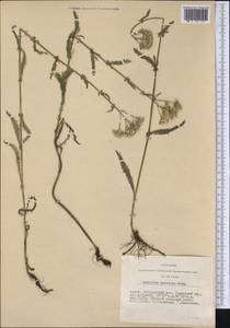 Achillea asiatica Serg., Siberia, Altai & Sayany Mountains (S2) (Russia)